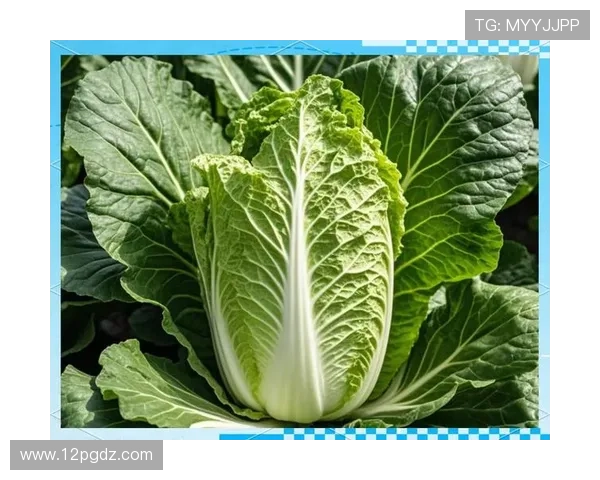 探索白菜项目分享网：让你轻松获取优质项目资源